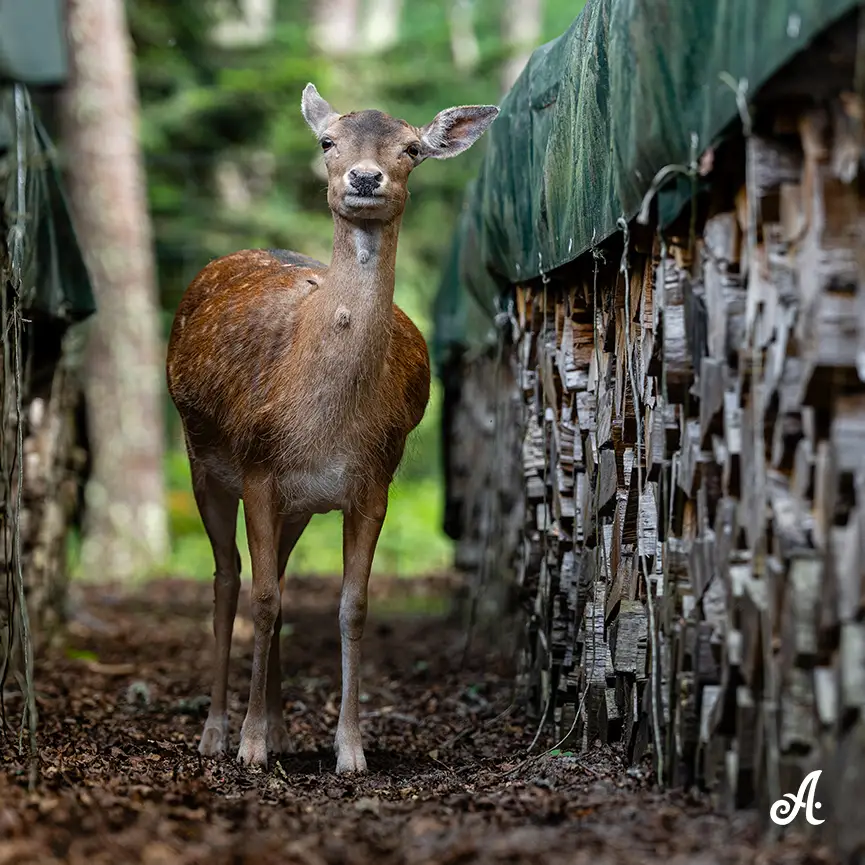 Shooting animalier daim - Photo lifestyle - Alexis GALINDO